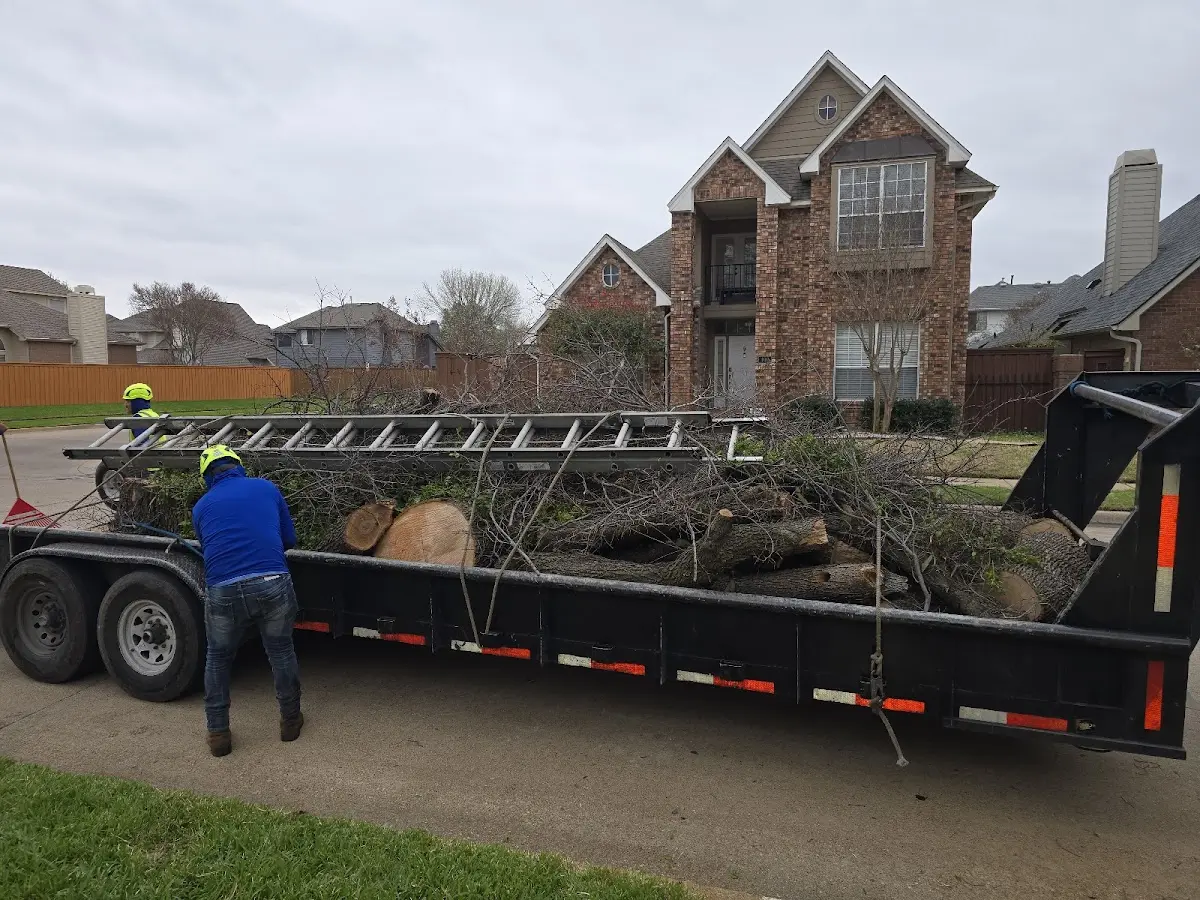 Expert Tree Removal with proper safety equipment in Bear